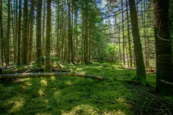 Roque Bluffs, ME 04654,Lot 16 B Duck Cove RD