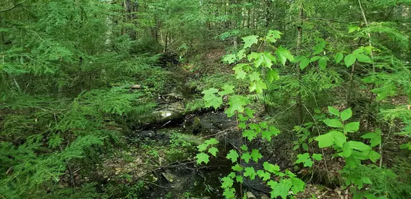 Otisfield, ME 04270,146(Lot 5) Evergreen DR