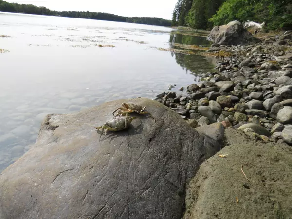 Saint George, ME 04860,144 Treasure Point RD