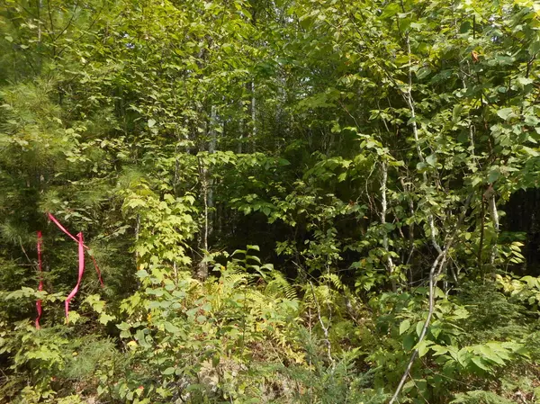 Lakeville, ME 04487,16-5A Horseshoe LN