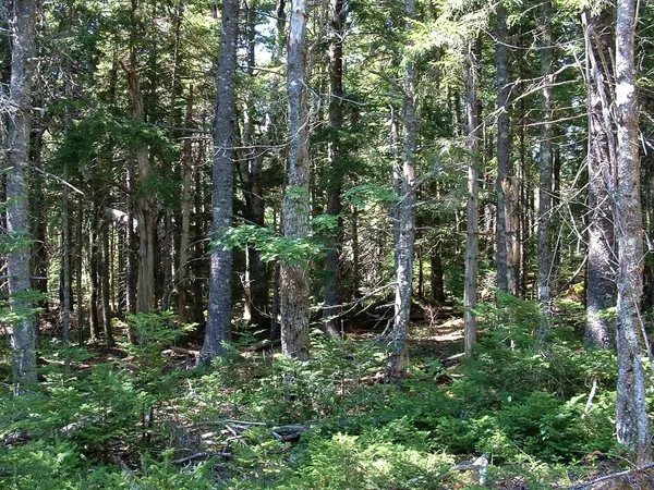 Machiasport, ME 04655,Lot 42A Yoho Head RD