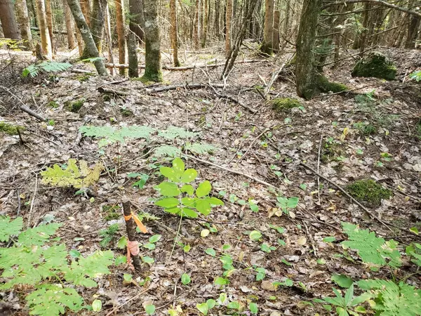 Passadumkeag, ME 04475,0 Caribou RD