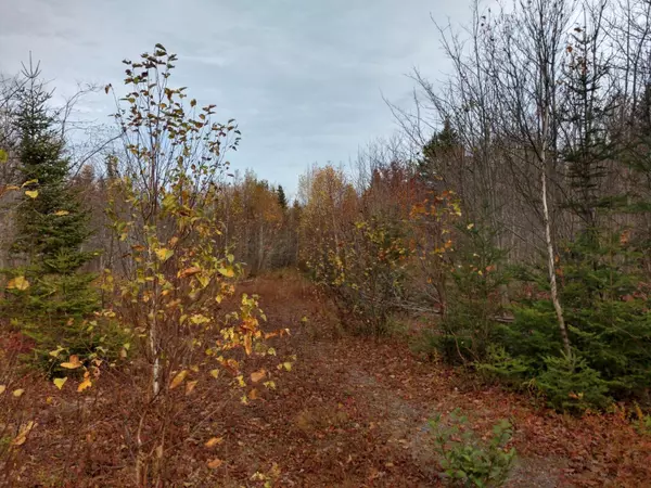 Whiting, ME 04691,L2 East of Yellowbirch