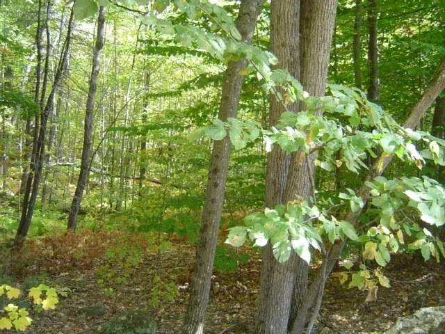 Paris, ME 04281,0 Halls Pond Road