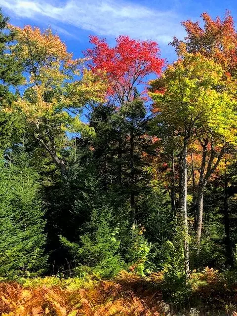 Sandy River Plt, ME 04970,13 Mill Brook RD