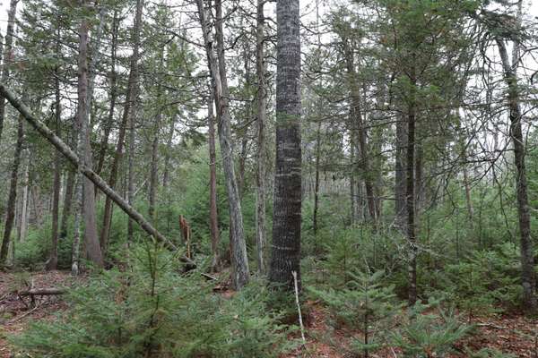 Surry, ME 04684,Lot 4-S-2 Carter Farm LN