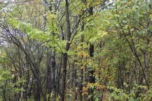 Map 88A, B Winding Hill, Crystal, ME 04747