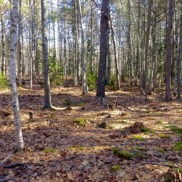 Georgetown, ME 04548,202 Seguinland RD