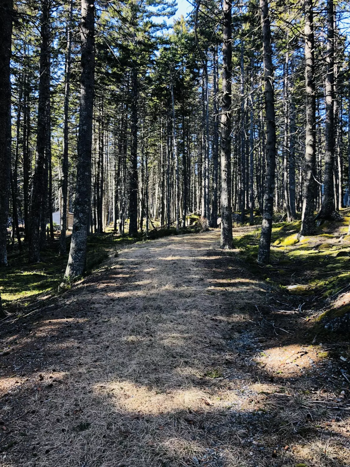 Swans Island, ME 04685,11 Forest WAY