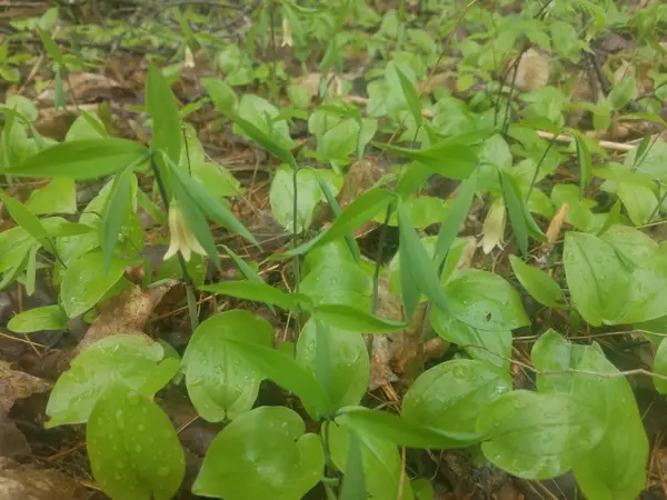 Lincolnville, ME 04849,43A Thurlow RD