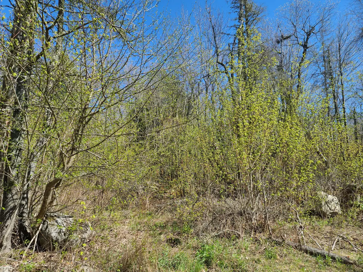 Stockton Springs, ME 04981,00 pout town RD