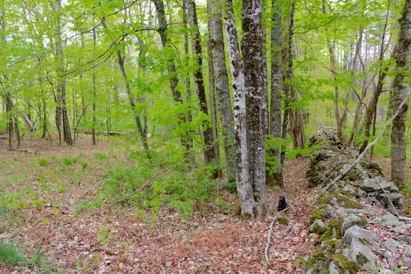 Waldoboro, ME 04572,1130 Feylers Corner RD