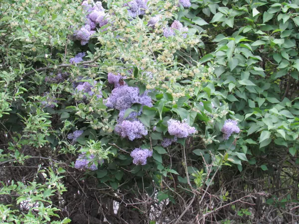 Machias, ME 04654,27 Court ST