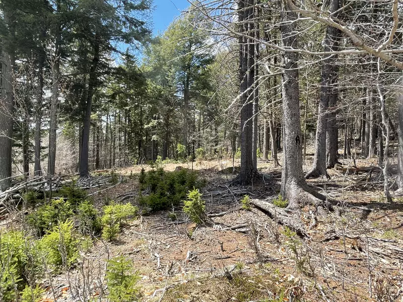 Lot 229 West Birch LN, Beaver Cove, ME 04441