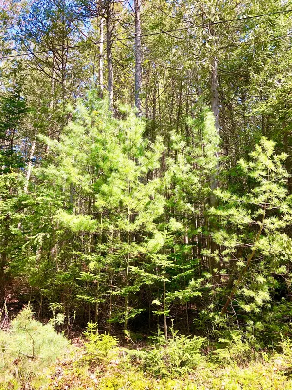 Southwest Harbor, ME 04679,45A Robinson Hill RD