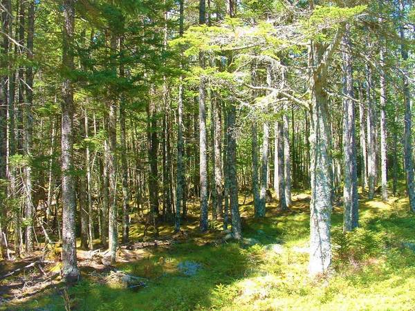 Roque Bluffs, ME 04654,Lot 7B Duck Cove RD