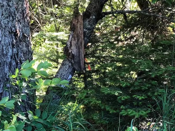 Whitneyville, ME 04654,00 Canal RD #Map 3 L36