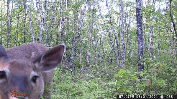 Cherryfield, ME 04622,19 Foxtail RD