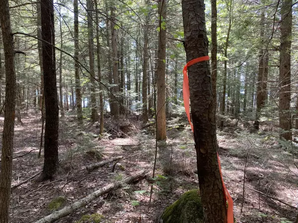 Lakeville, ME 04487,00 East Shore RD