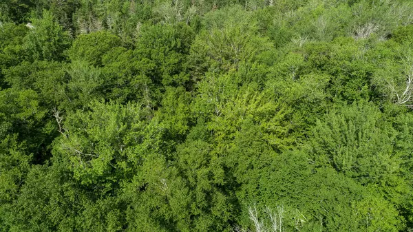 Stockton Springs, ME 04981,19 Norumbega DR