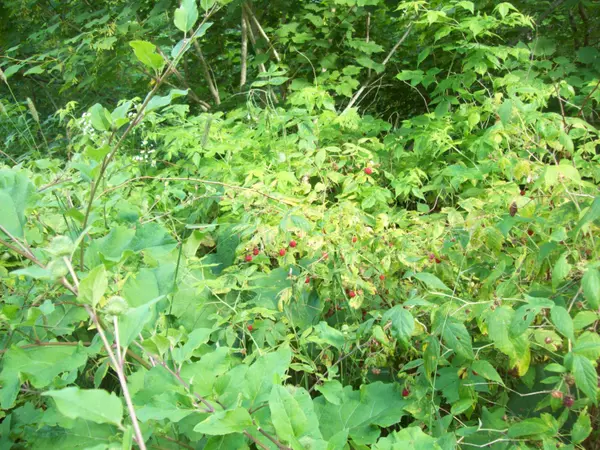 Mount Chase, ME 04765,tbd Mountain Road