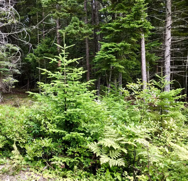 Tremont, ME 04612,0 True RD