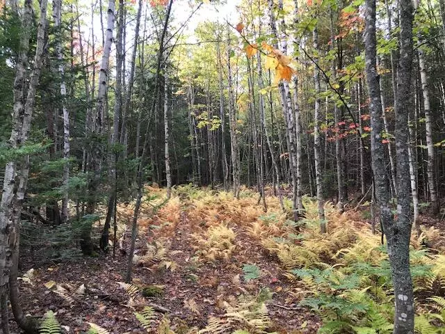 Greenville, ME 04441,20 Wilson View DR