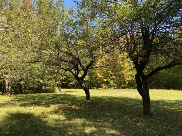 Madawaska, ME 04773,6 Sugartree RD