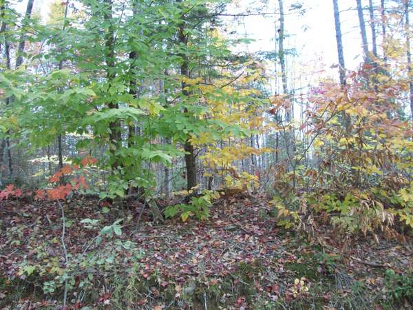 Carroll Plt, ME 04487,tbd Lot 7N North Road