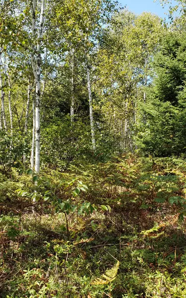 Lot 62 Englishman Bay RD, Jonesport, ME 04649