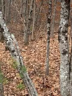 Hiram, ME 04041,0 Outer King ST