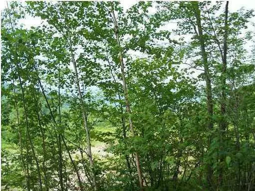 Hiram, ME 04041,Lot 1 Richardson RD