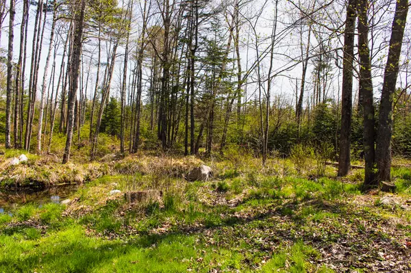 Surry, ME 04684,78 Cunningham Ridge RD