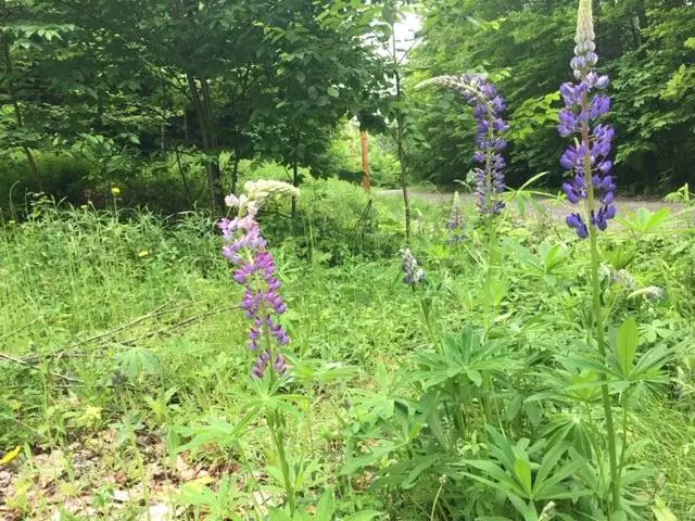 Lot 5E Moose WAY, Kingsbury Plt, ME 04942