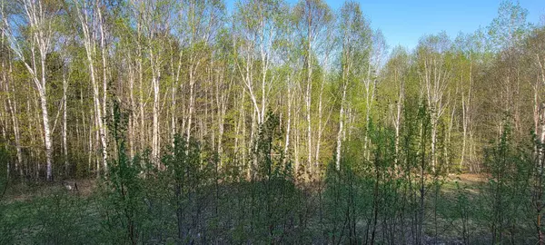 Mount Chase, ME 04765,376 Ackley Pond RD