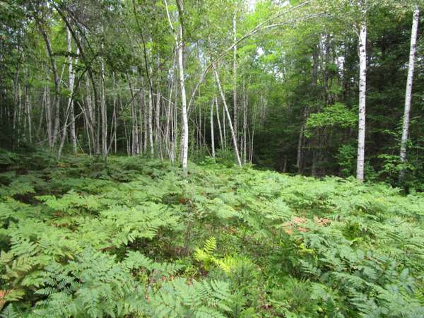 TBD Randall Ridge, Maxfield, ME 04448