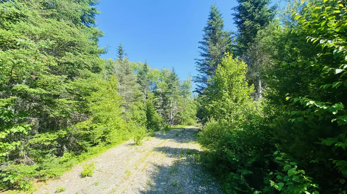 Whiting, ME 04691,M4 L2-14 Yellow Birch RD