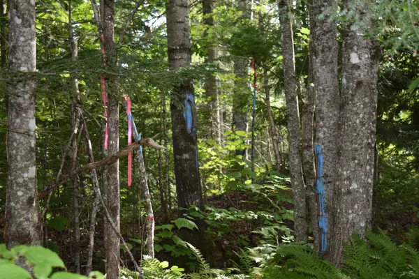 Lakeville, ME 04487,Off Dill Valley RD