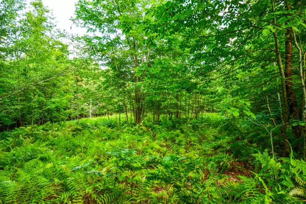 Stetson, ME 04488,000 Village RD