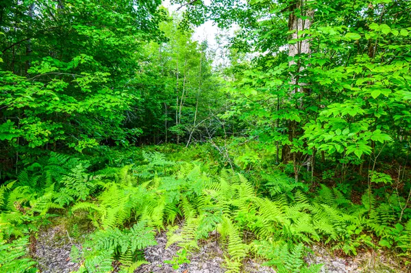 000 Village RD, Stetson, ME 04488