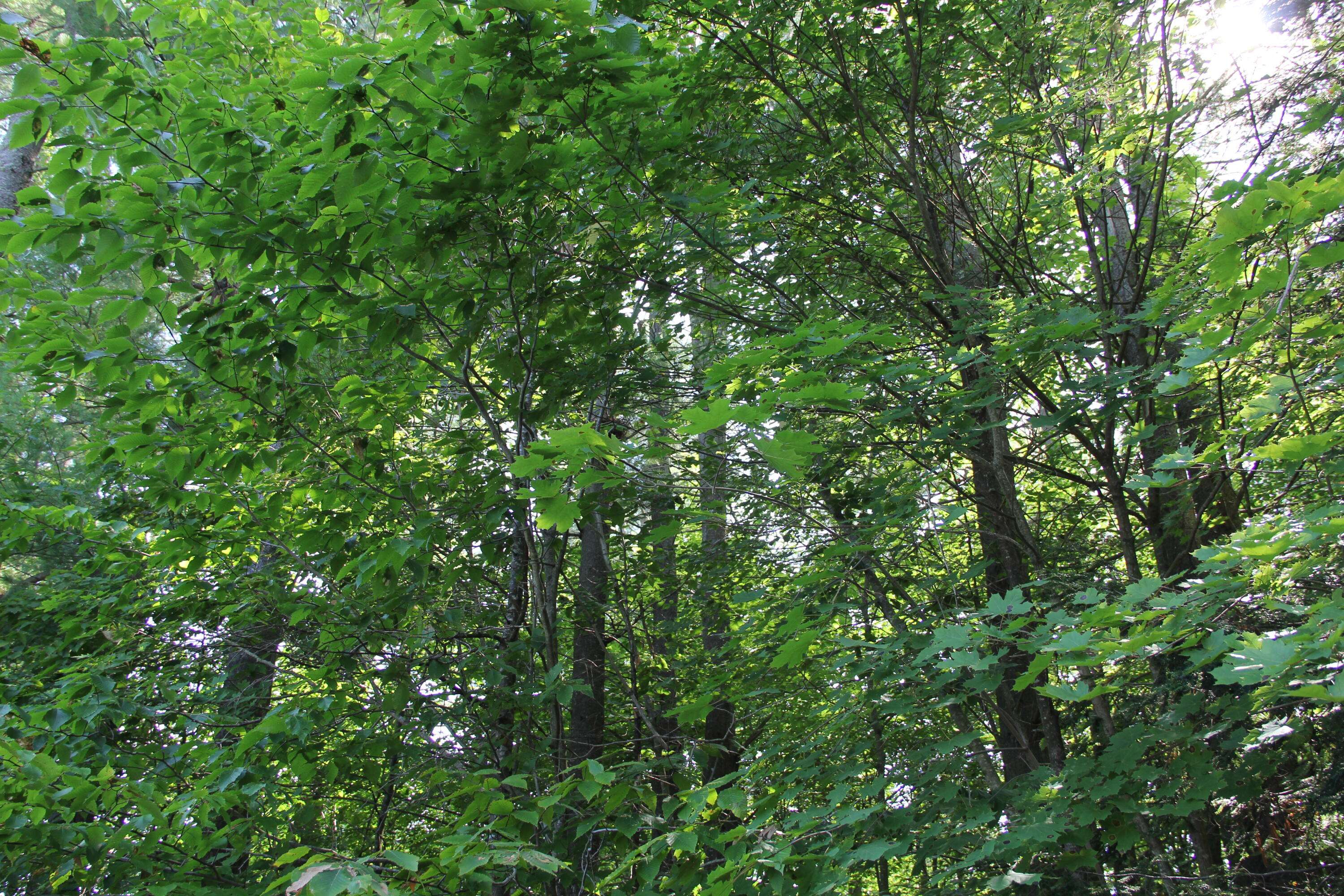 Lot 33, 34 Russell RD, Skowhegan, ME 04976
