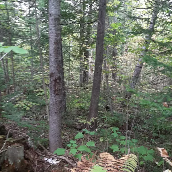 Stacyville, ME 04777,10/11 Grindstone Rd / Rte 11 RD