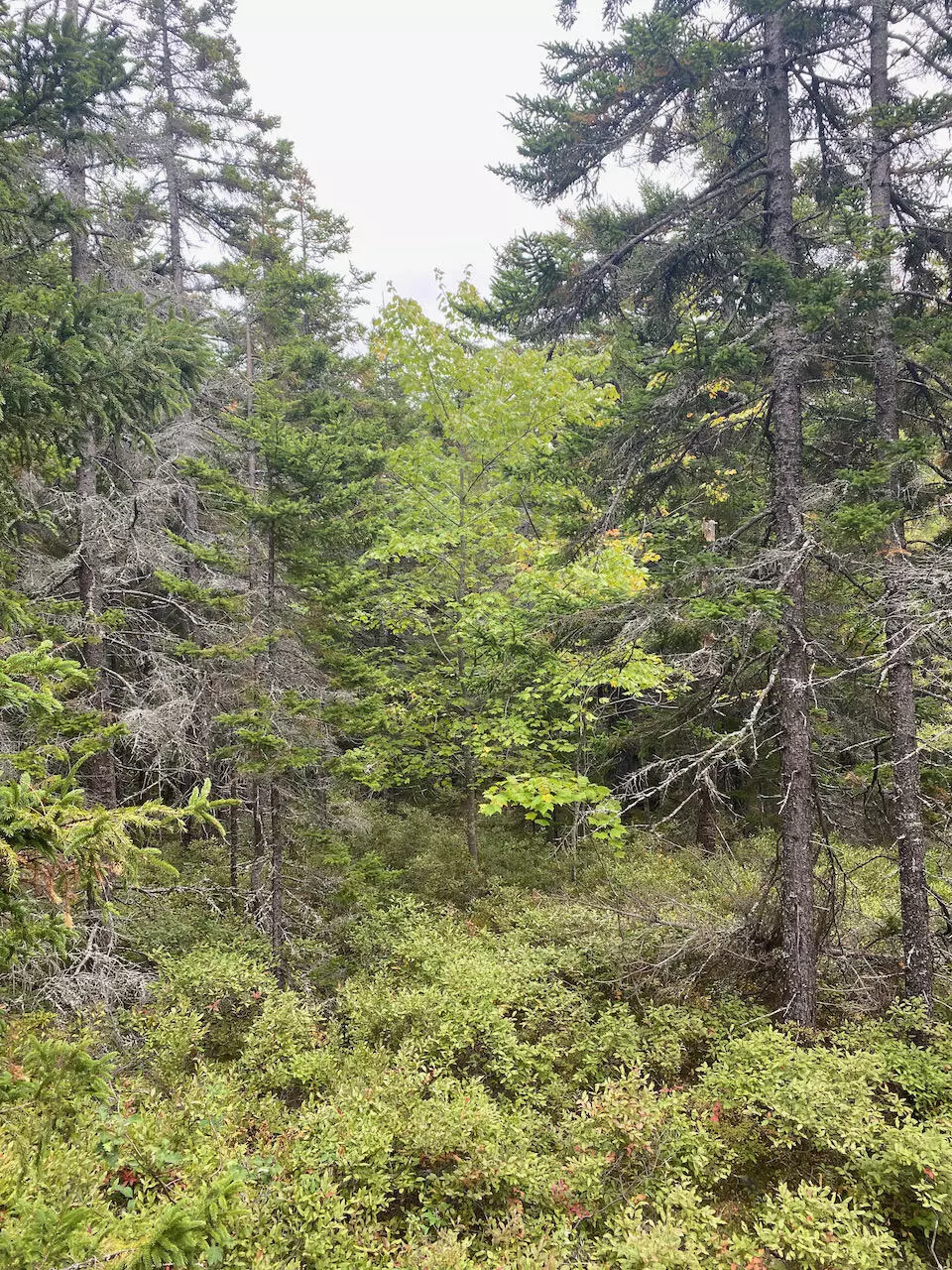 Mount Desert, ME 04662,0 Schoolhouse Ledge
