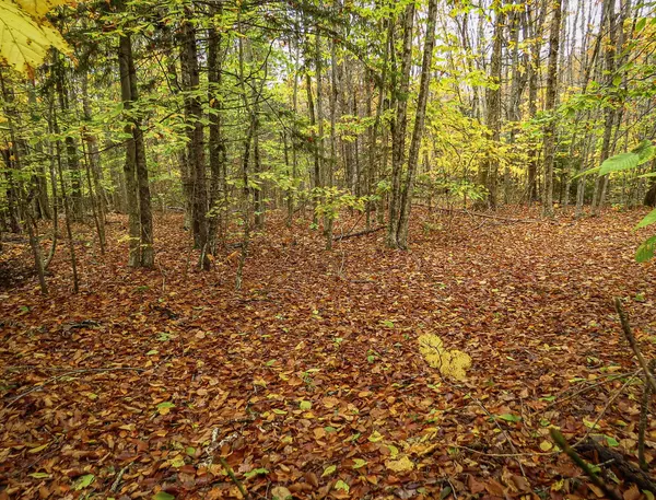 Stockton Springs, ME 04981,186 Pout Town RD