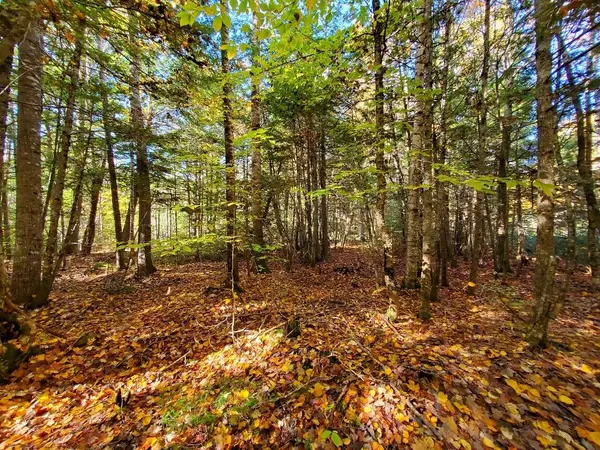 Princeton, ME 04668,70 Black Cat Point DR