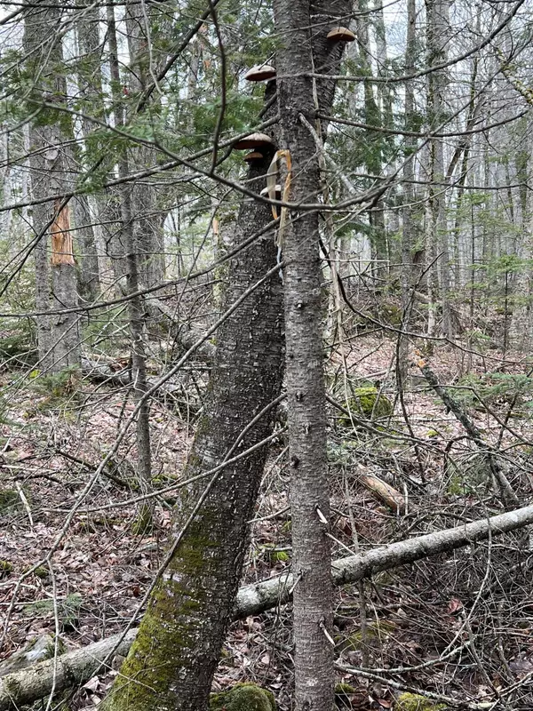 Liberty, ME 04949,lot 42 Off Upper Hostile Valley RD