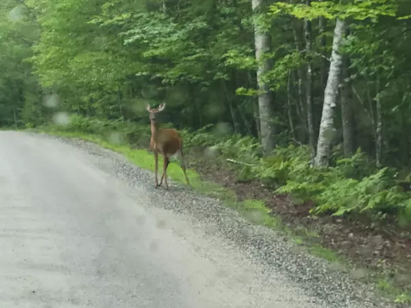 Waterboro, ME 04061,0 Thyngs Mill Rd.