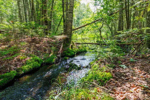 lot 125 US Rt 1, Milbridge, ME 04658