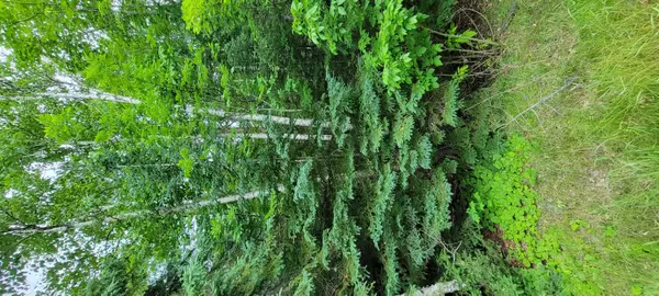 Pembroke, ME 04666,lot#026 Ayers Juntion RD