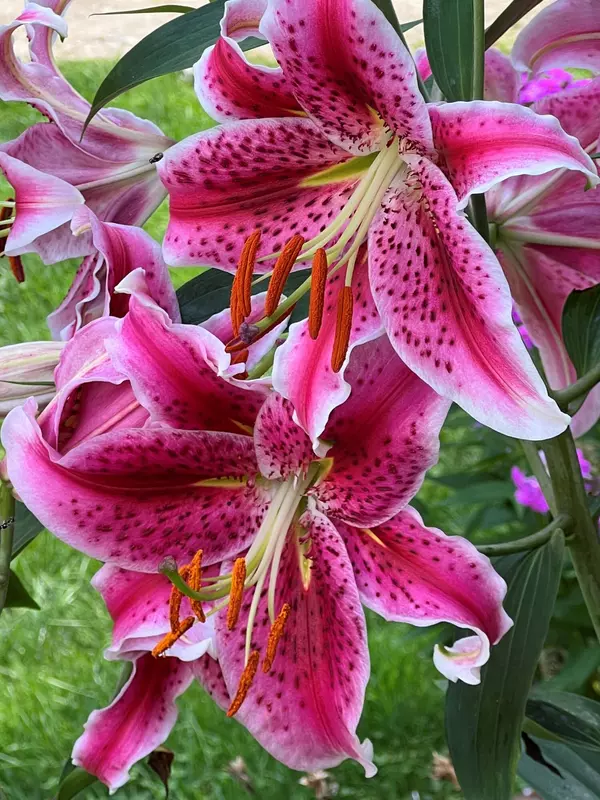 Wales, ME 04280,118 Andrews RD